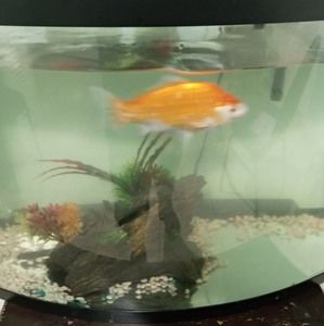 Meet your Posher, Antonia